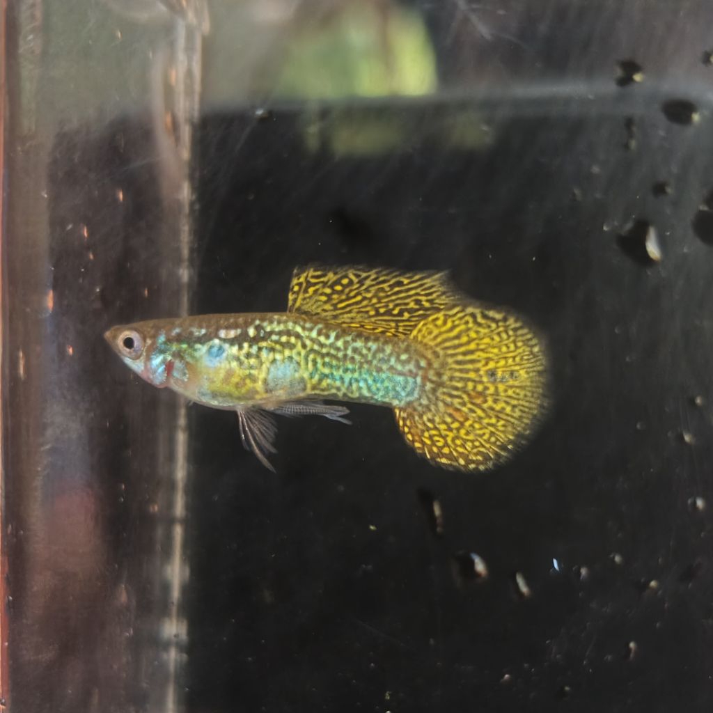 Hiasan Aquarium Guppy Snake Skin Yellow Lace Round Tail Ribon