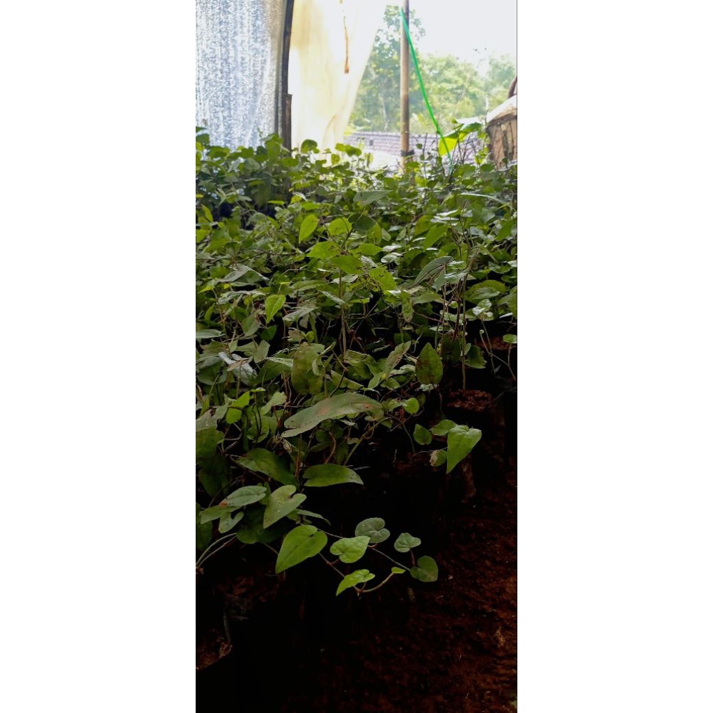 benih cabe kuyang/cabe jamu jawa