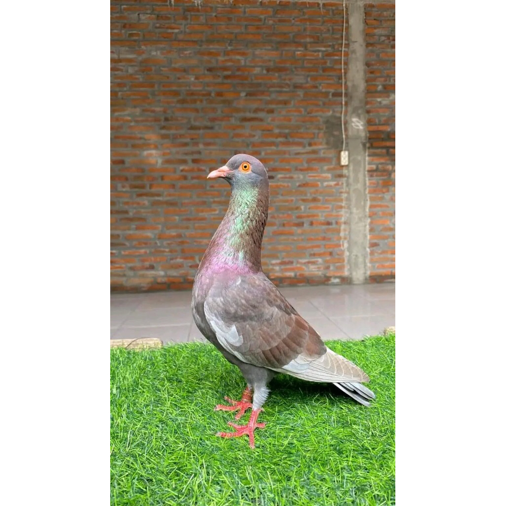 bahan merpati kolong setengah jalan