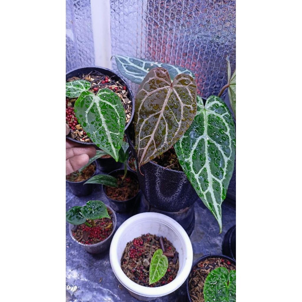 anthurium red cristallinum anthurium rc x Thunderbolt