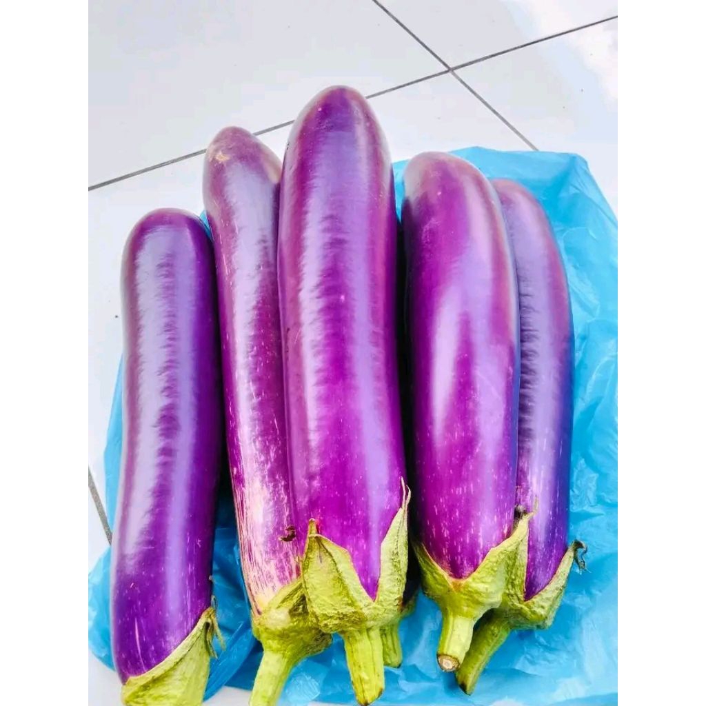 Terong panjang/terong ungu/terong panjang ungu/sayur terong