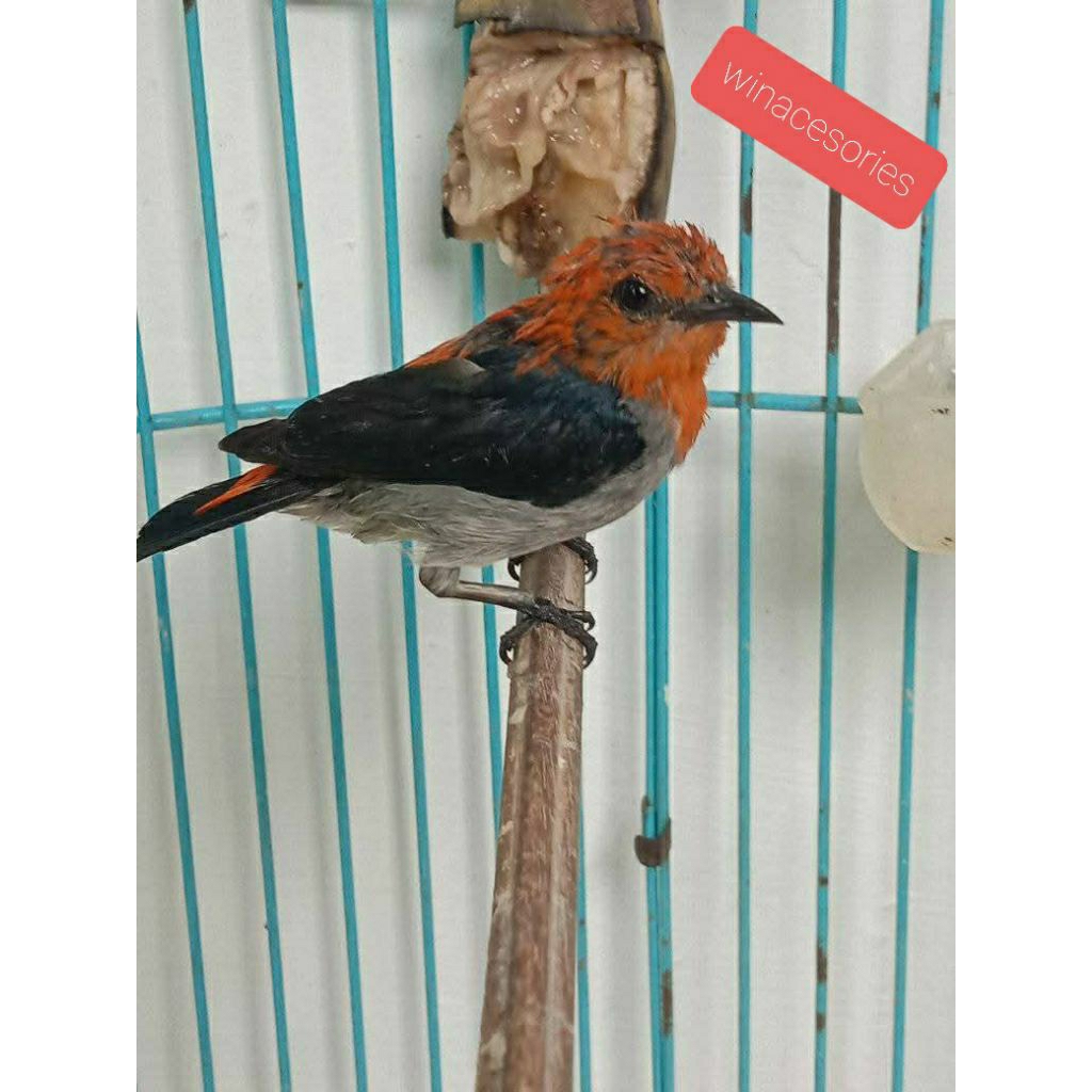 kemade merah, Trucuk kebo, ciwah rawatan