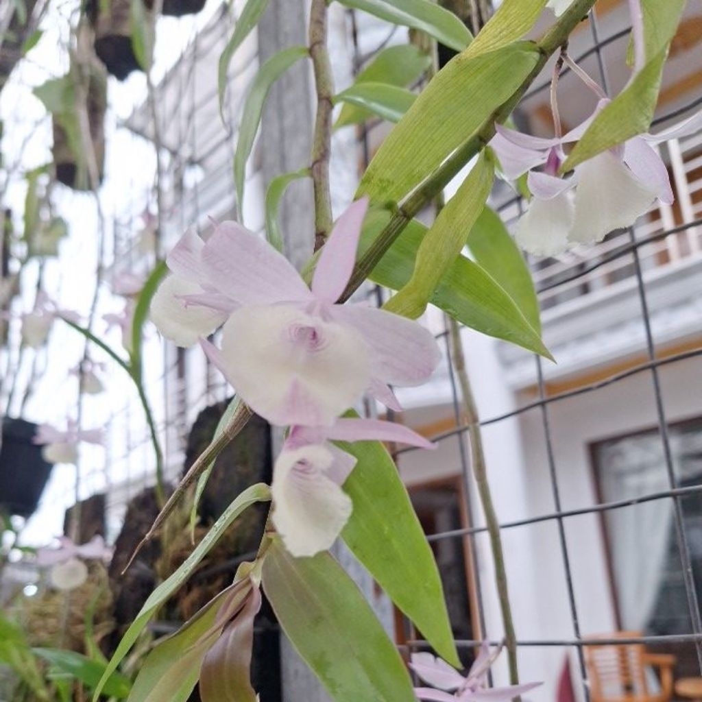 anggrek aphyllum