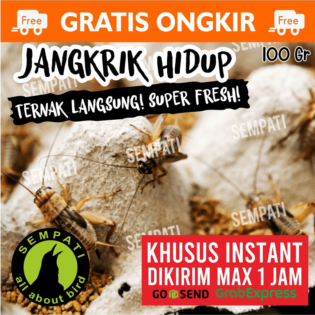 SEMPATI KHUSUS TERKIRIM 1 JAM INSTAN GRAB GOJEK Jangkrik Hidup 100 Gram Jangkrik Ternak Pakan Makana