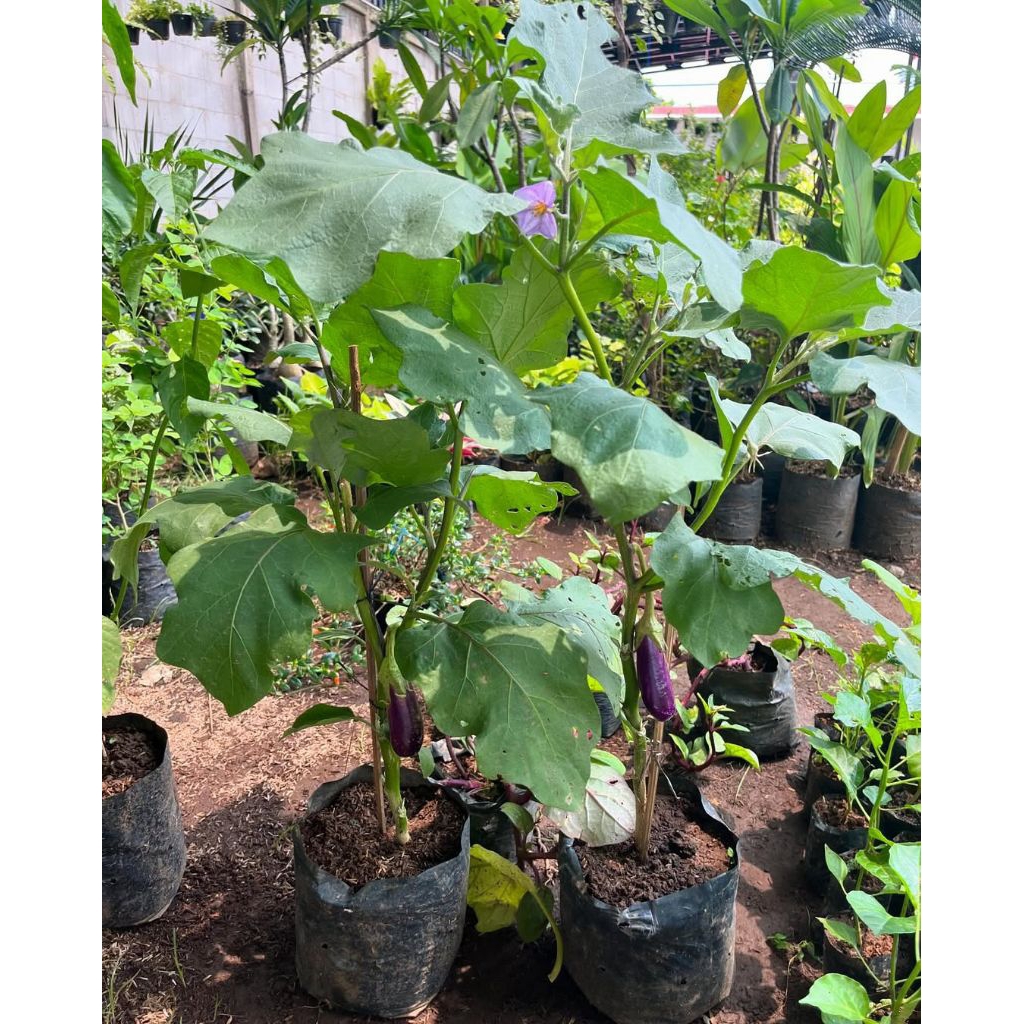 pohon terong ungu / tanaman terong ungu siap berbuah