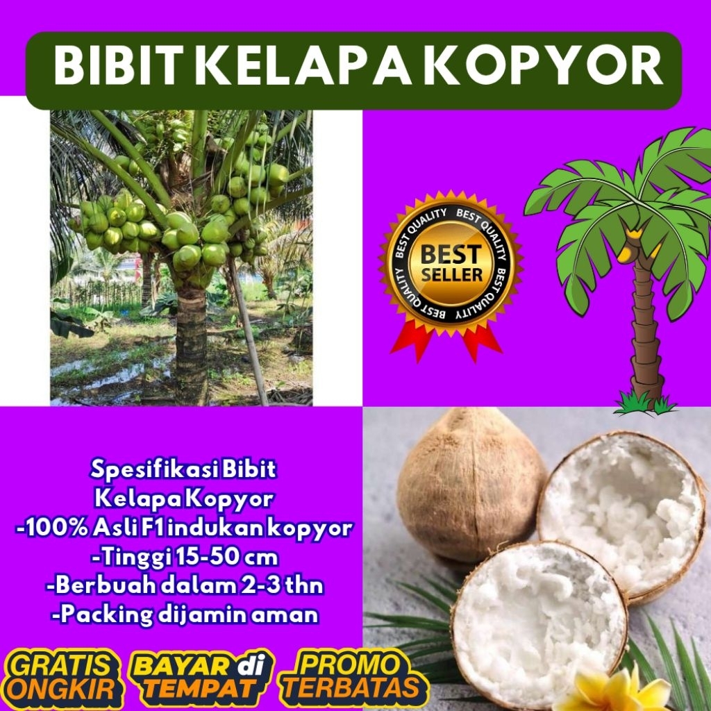 DIJAMIN ASLI  Bibit Kelapa Kopyor Bersertifikat, Bibit Kelapa Kopyor Genjah