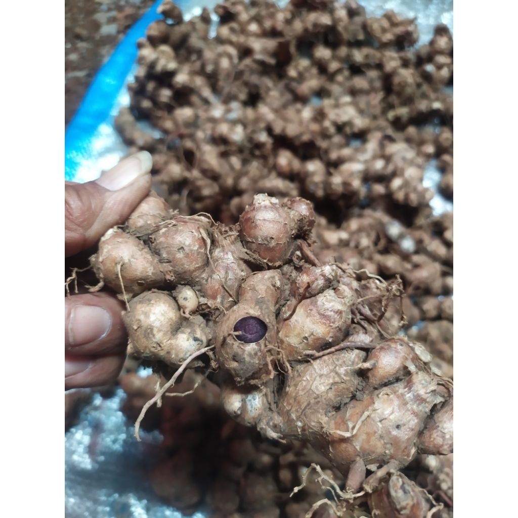 Rimpang kunyit hitam