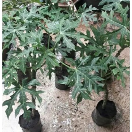 Pohon pepaya jepang hidup dan berdaun / Tanaman daun pepaya jepang / Pohon herbal pepaya jepang