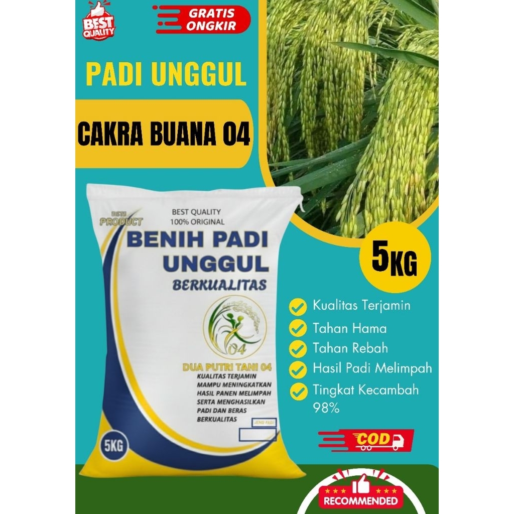 Benih padi unggul cakrabuana 5kg.