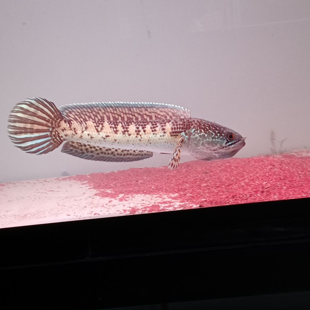 Channa auranti 19-20 cm