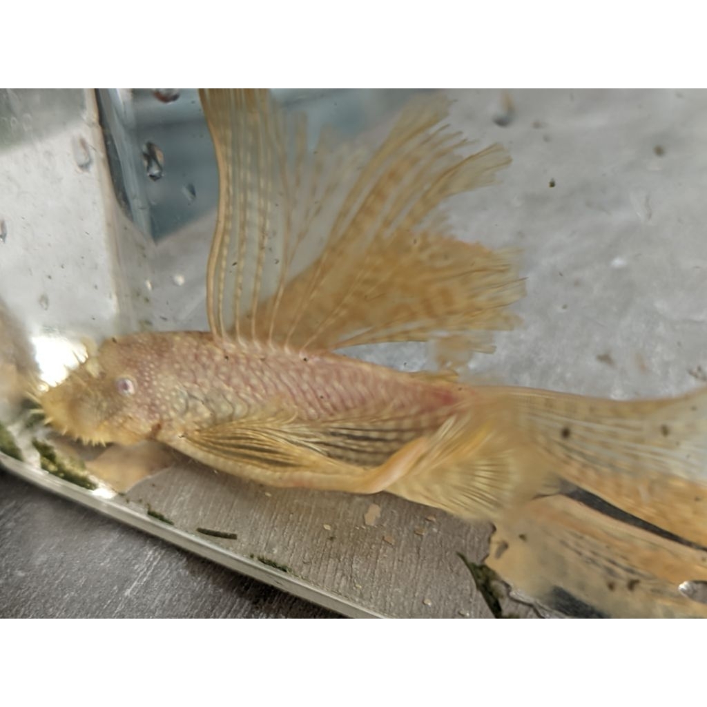albino broushmouth sleyer pleco aksesoris aquascape