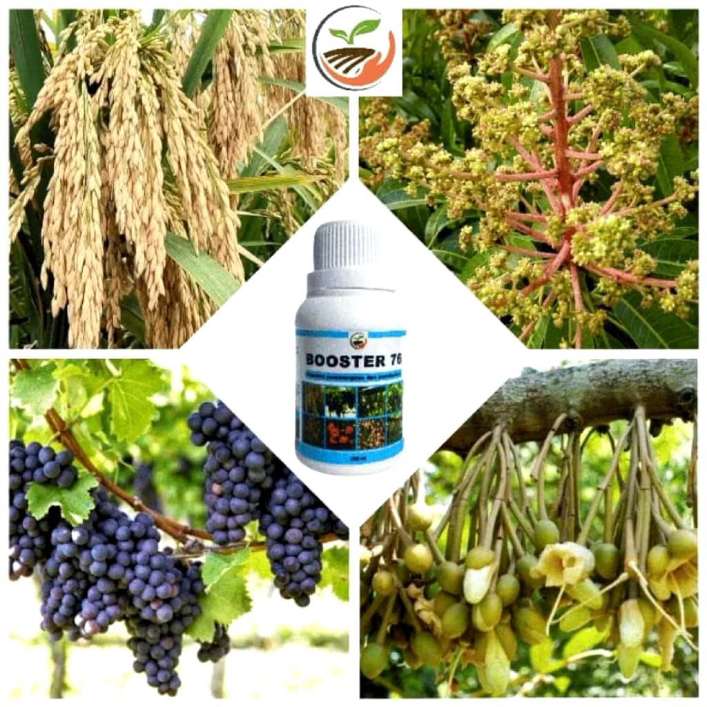 Booster 76 untuk pembuahan hormon buah