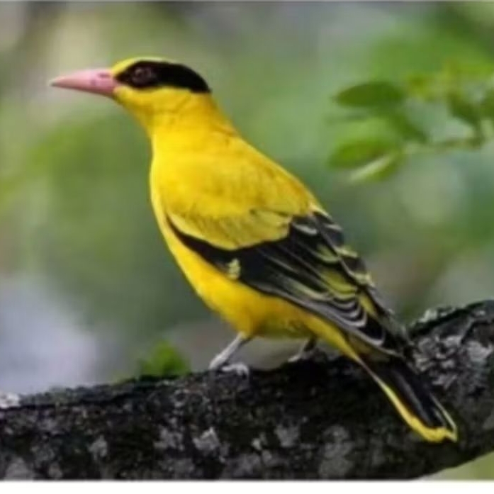 Burung kepodang mas jantan
