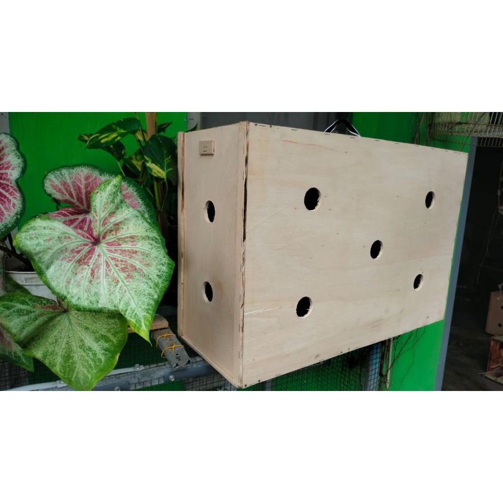 Box AyamBangkok - Box pengiriman Anak Ayam - Petarung - Aduan