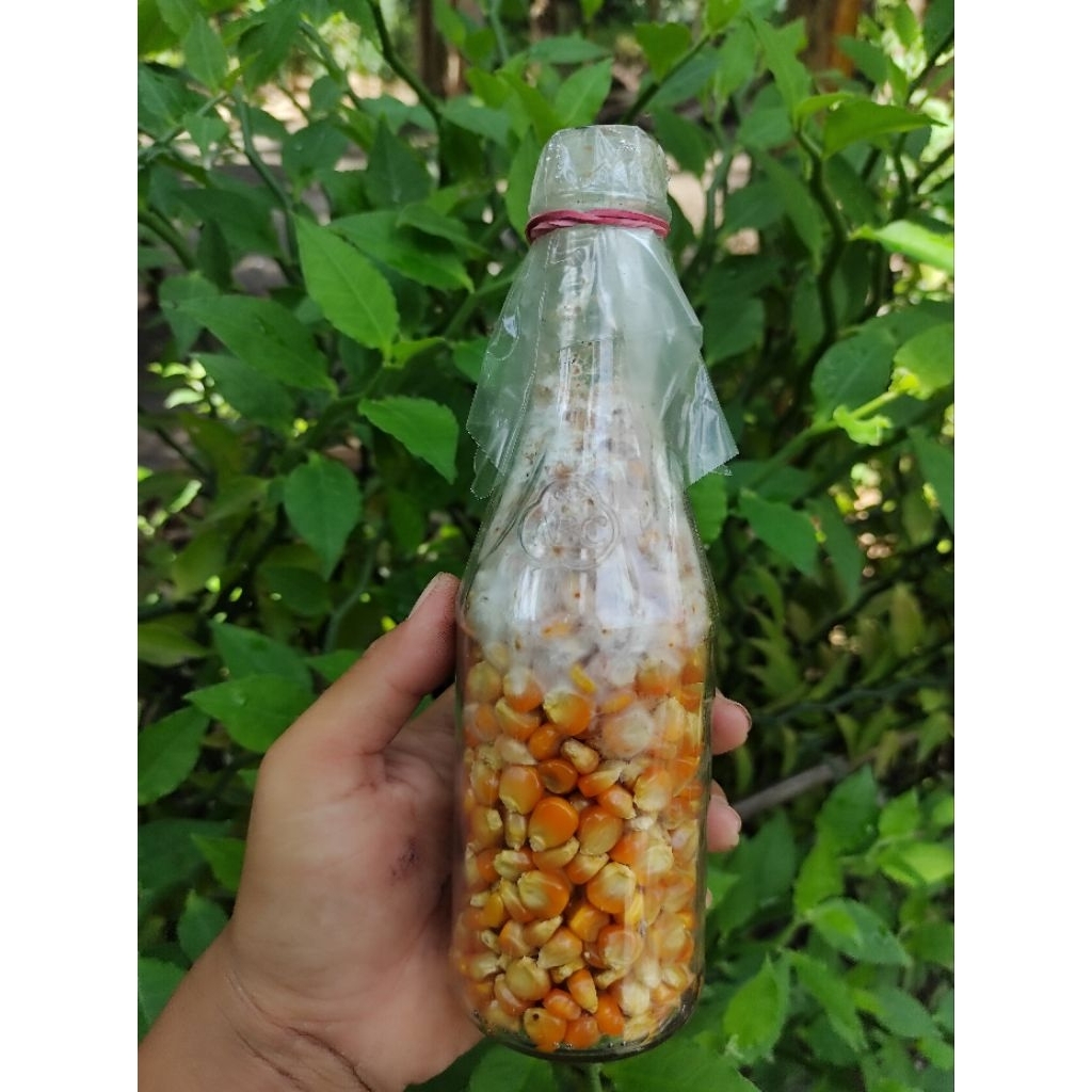 Bibit F2 Jamur Tiram Media Jagung Murni | bibit jamur tiram | bibit f2 tiram putih