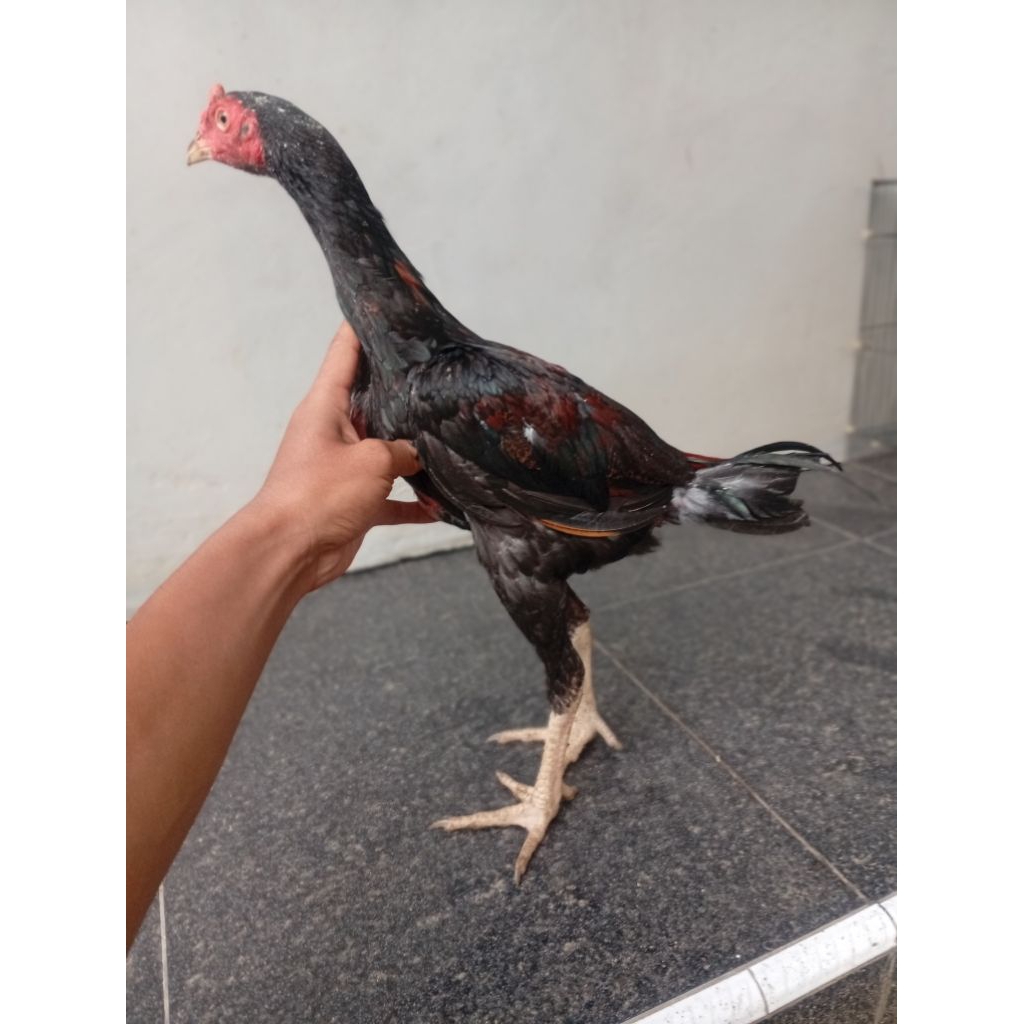 ayam pakhoy full brakot