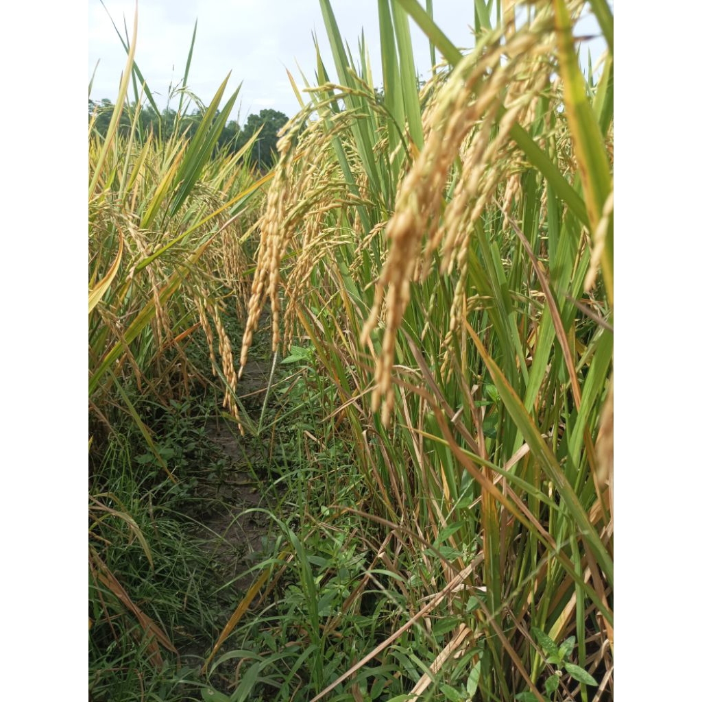 benih padi sertani 13 A