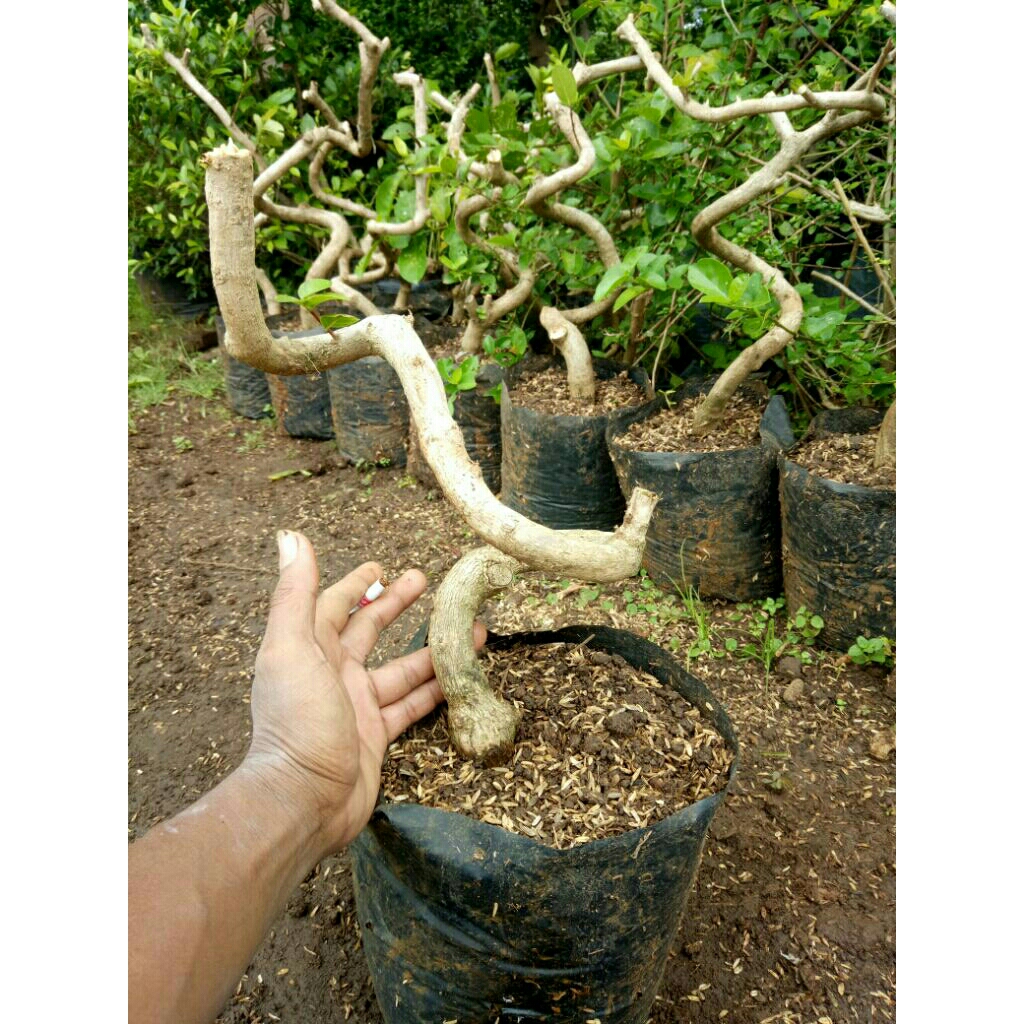 bonsai sancang meliuk