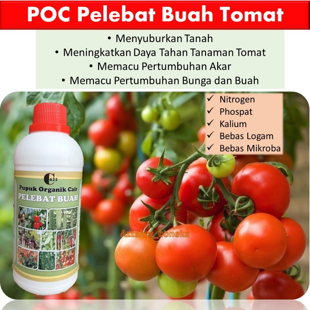 Pupuk Tomat Berbuah Lebat / Pupuk Tomat Berbuah Lebat Dan Anti Rontok / Pupuk Tomat Cepat Berbuah / 