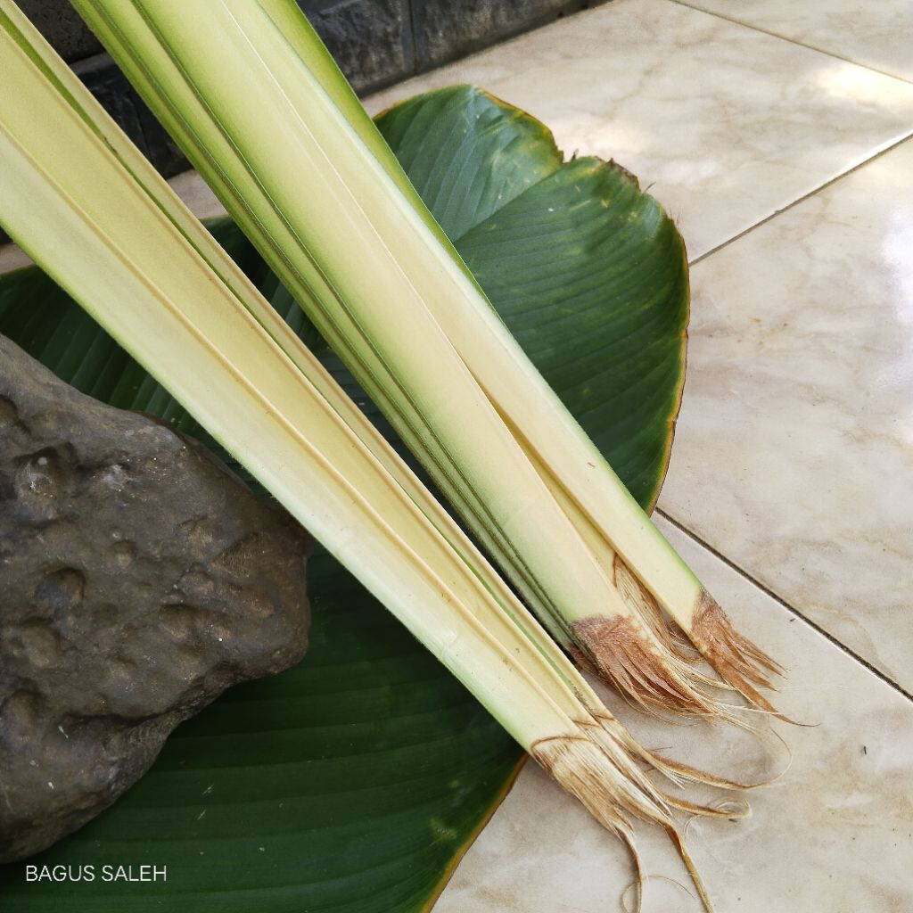 JANUR KUNING PERLEMBAR