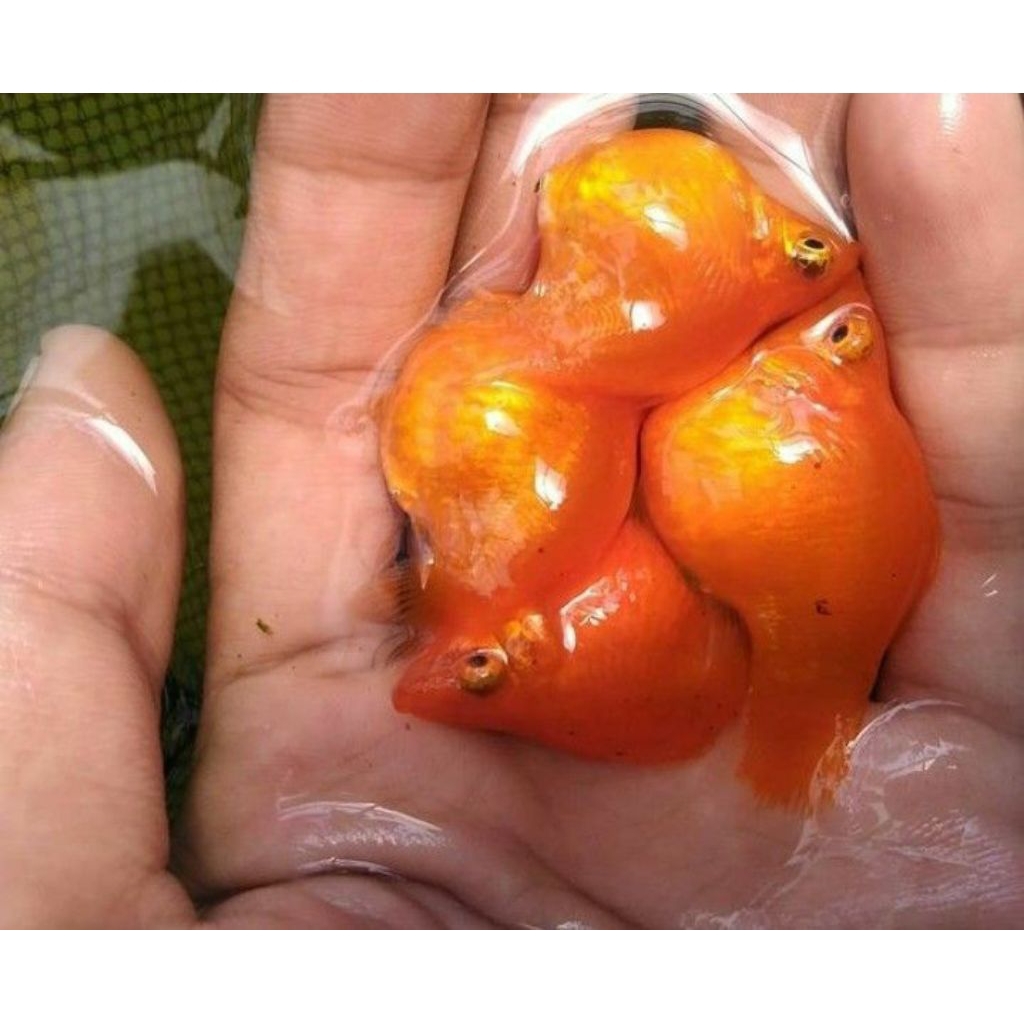 ikan molly balon size indukan