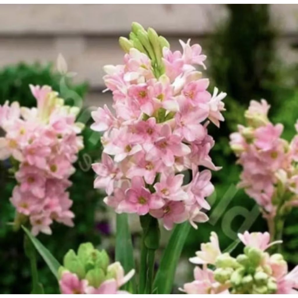 Pohon Sedap Malam Bunga Pink Tanaman Sedap Malam Bunga Pink