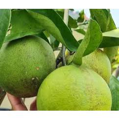 Bibit Tanaman Jeruk Sankis Okulasi Sehat