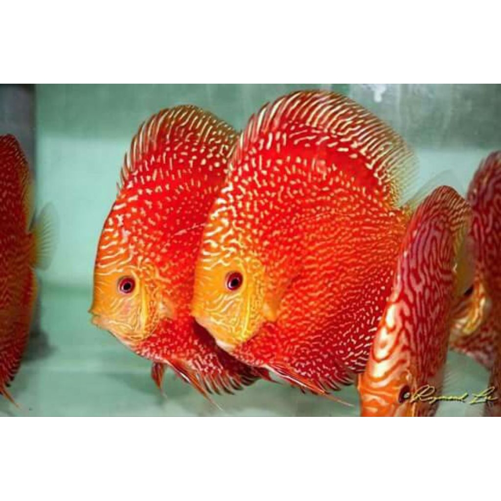 DISCUS RED STARDUST LUAR PULAU WAJIB CHAT ADMIN