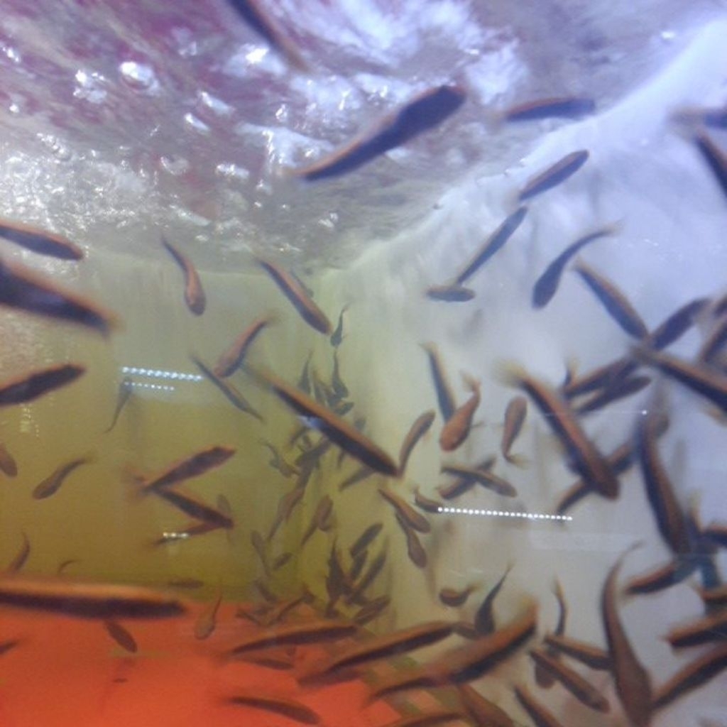 chana maru red barito size 3-5cm