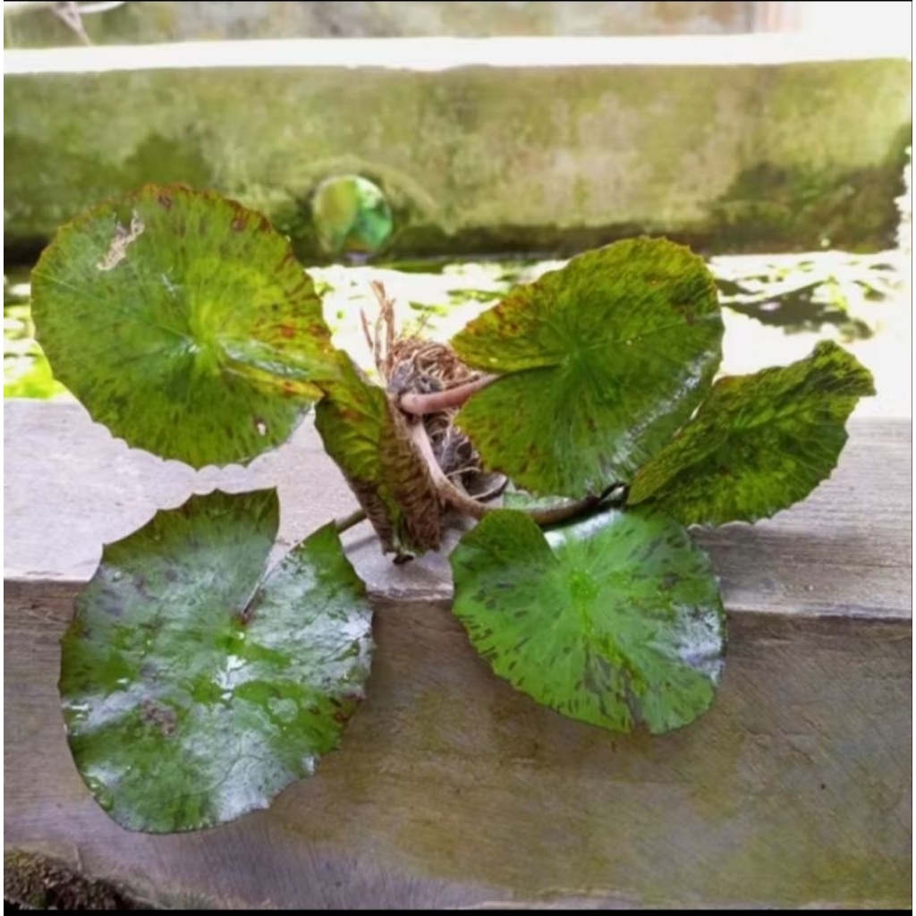 Tiger lotus aquascape