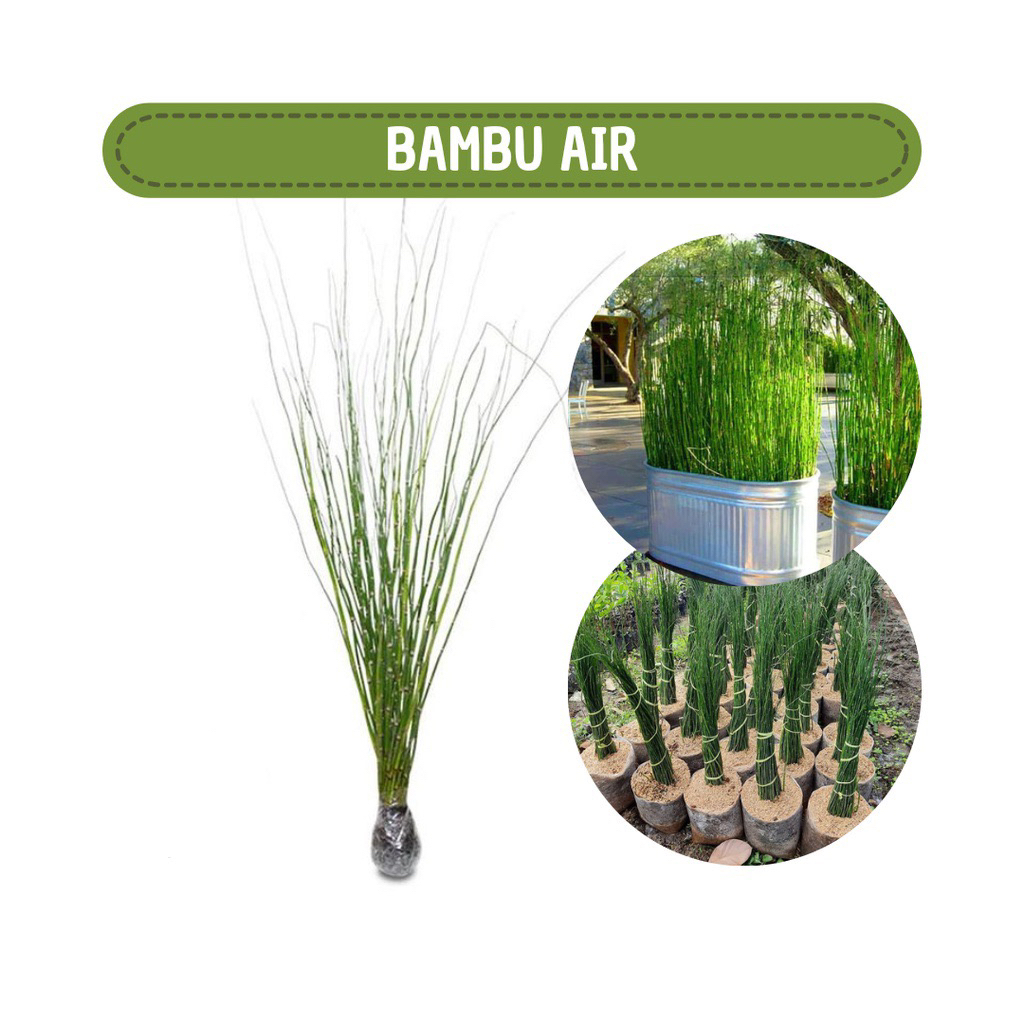 PROMO tanaman hias bambu air / tanaman hias bambu air estetik - tanaman bambu air