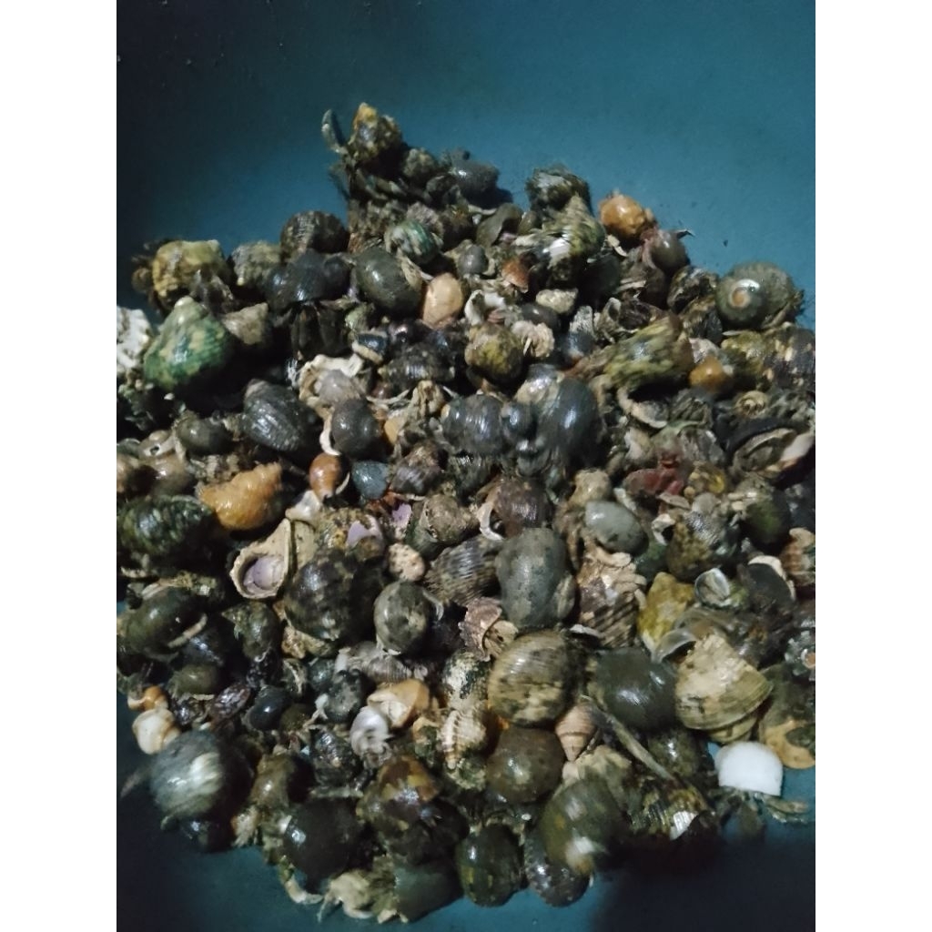 umang-umang/kelomang super 1 kg