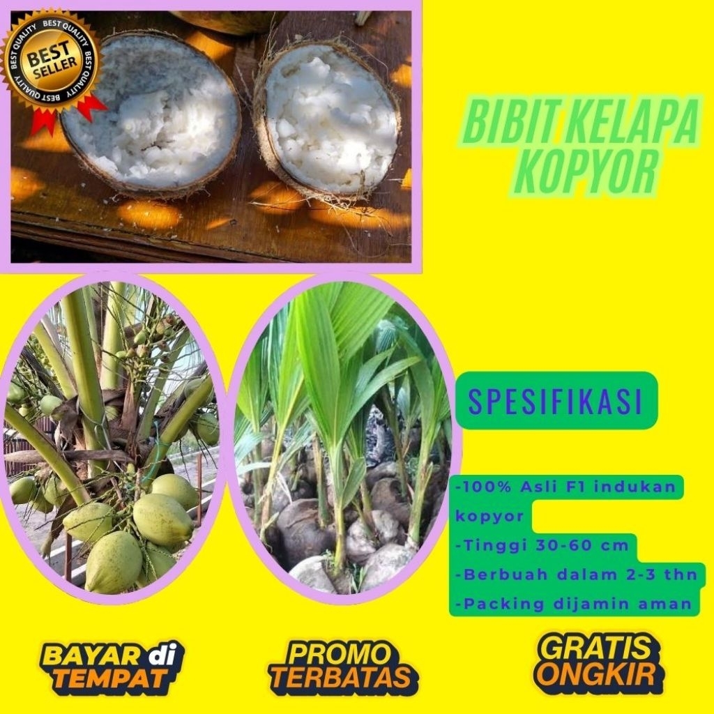 100 % ASLI  Pohon Kelapa Kopyor, Pohon Kelapa Kopyor Asli, Pohon Kelapa Kopyor Bersertifikat