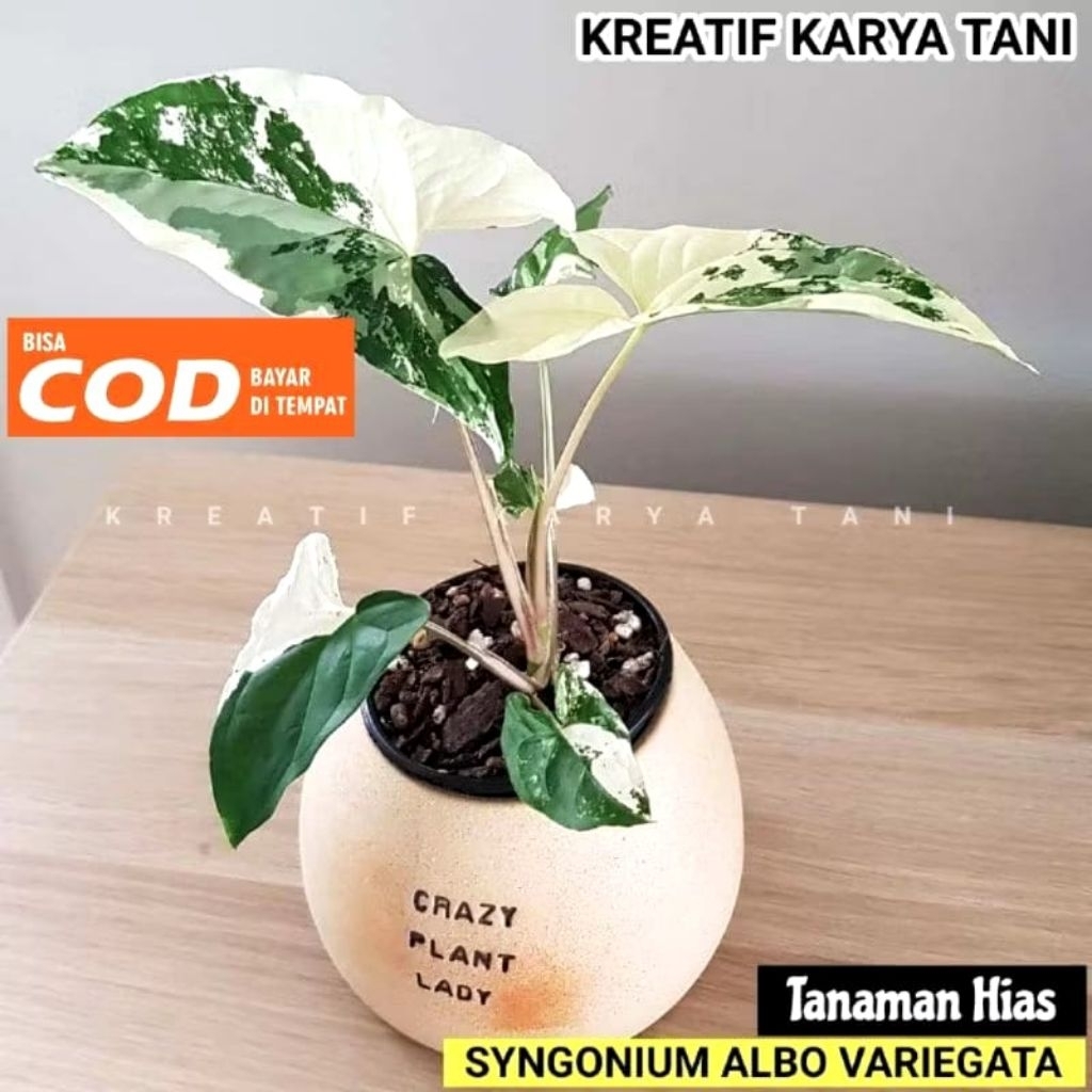Syngonium Albo Varigata Syngonium Varigata