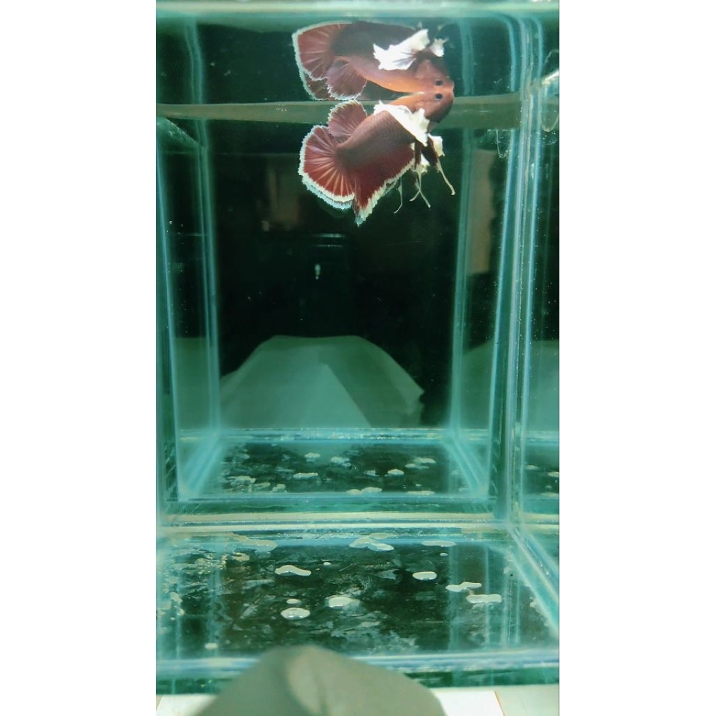 ikan cupang dumbo Aer lavender