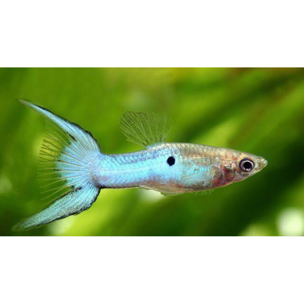 Hiasan Aquarium Guppy Japan BlueDouble Sword Line "C"(1pair)| Aquascape