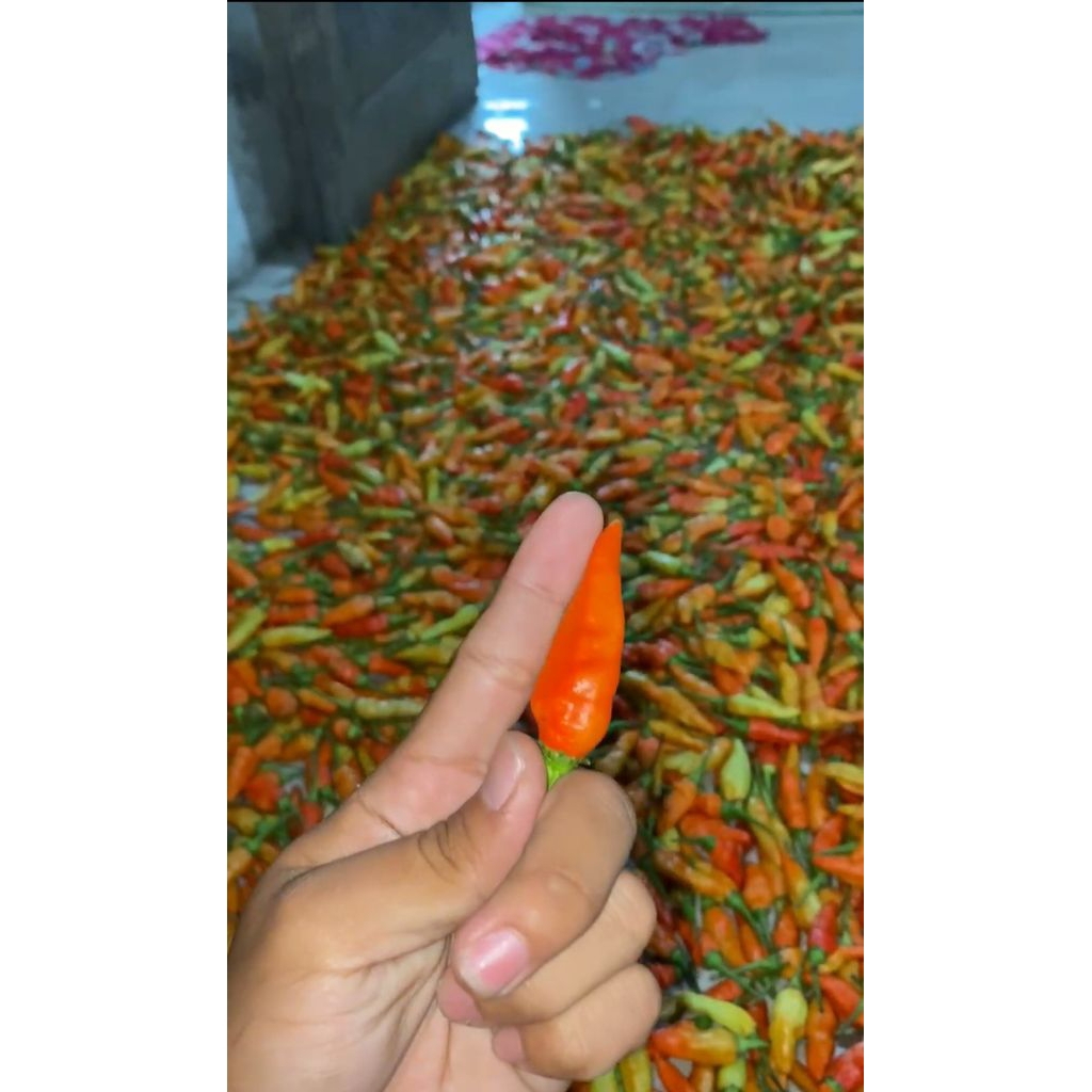 Cabe SRET JUMBO/kg