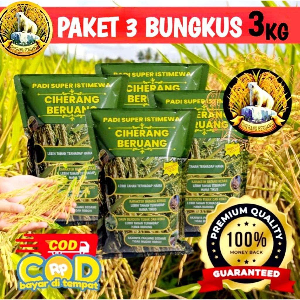 PAKET (1KG) BIBIT PADI CIHERANG BERUANG PADI UNGGUL SUPER