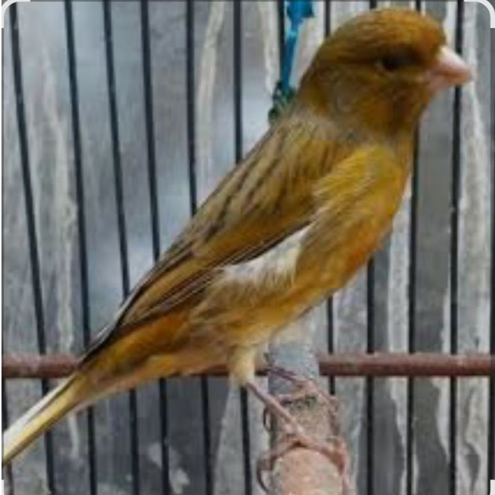 KENARI LOPER BAHAN JANTAN GELAP