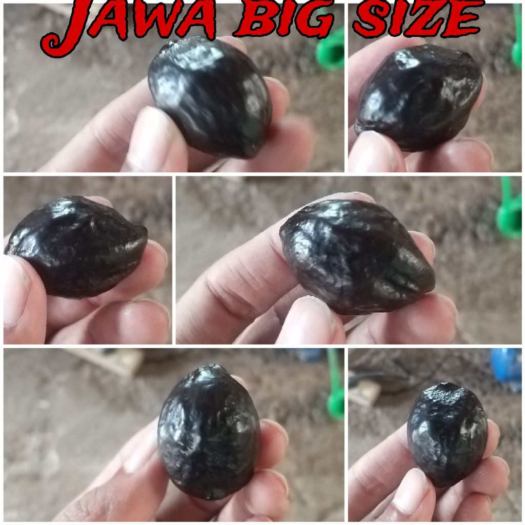 Muncang kemiri aduan jenis Jawa x jayanti x jalim