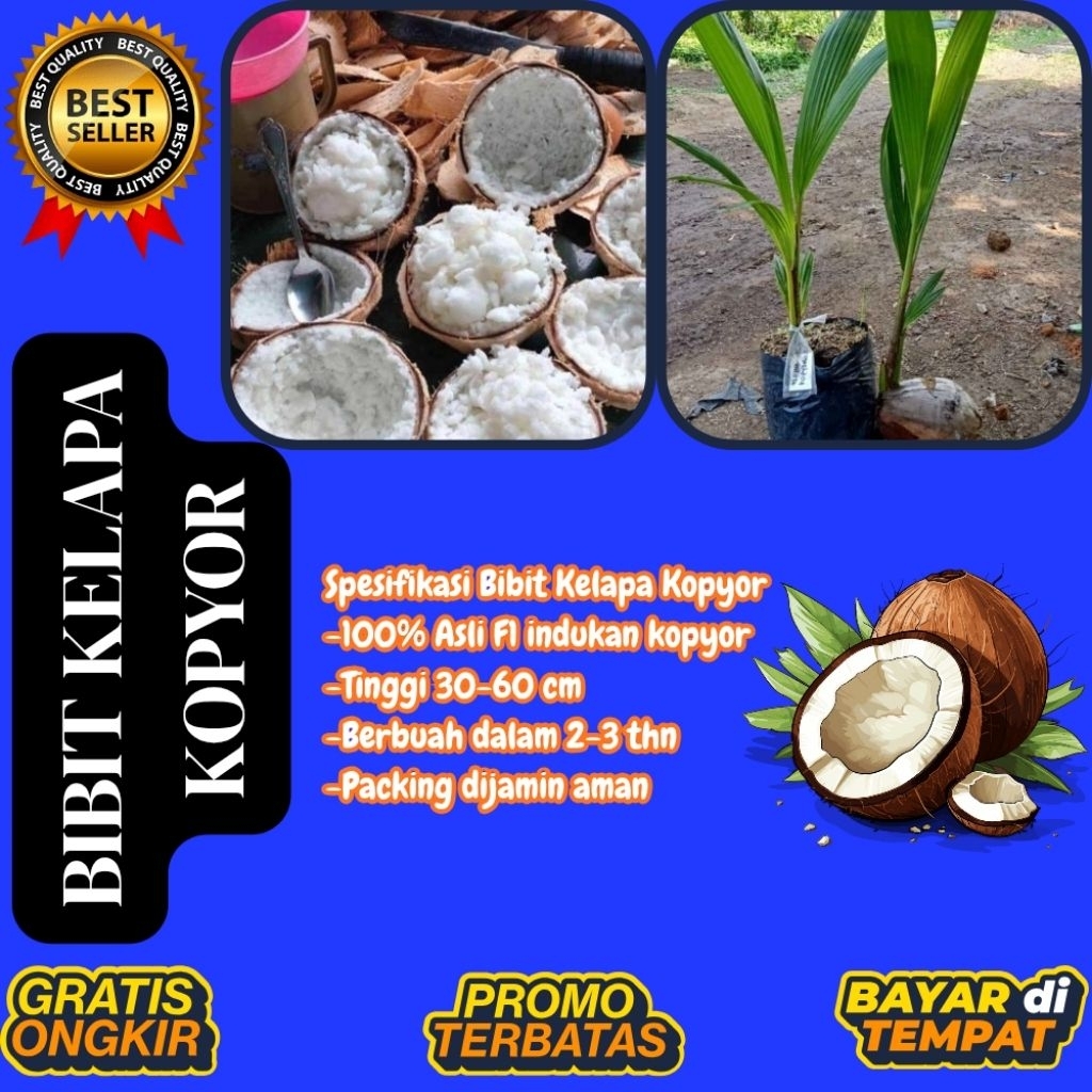 DIJAMIN ASLI  Pohon Kelapa Kopyor Kultur Jaringan, Pohon Kelapa Kopyor Madu