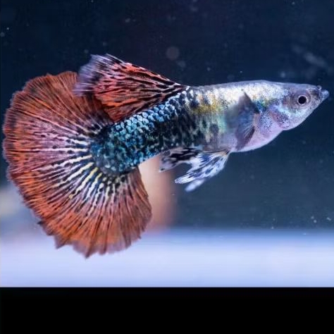 guppy red dragon