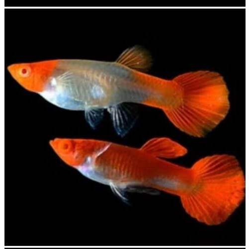 guppy albino koi original