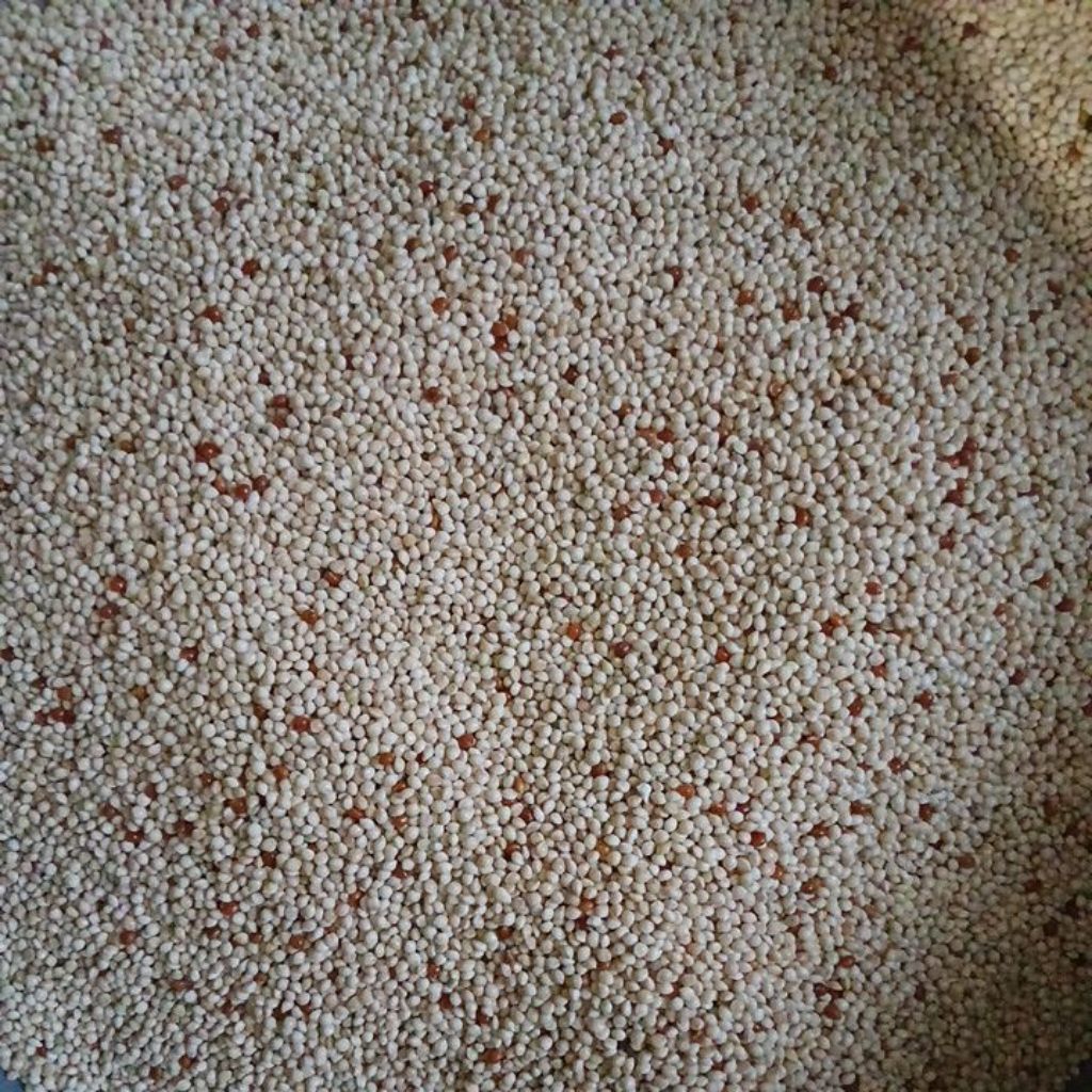 Milet putih merah. milet makanan burung 1kg