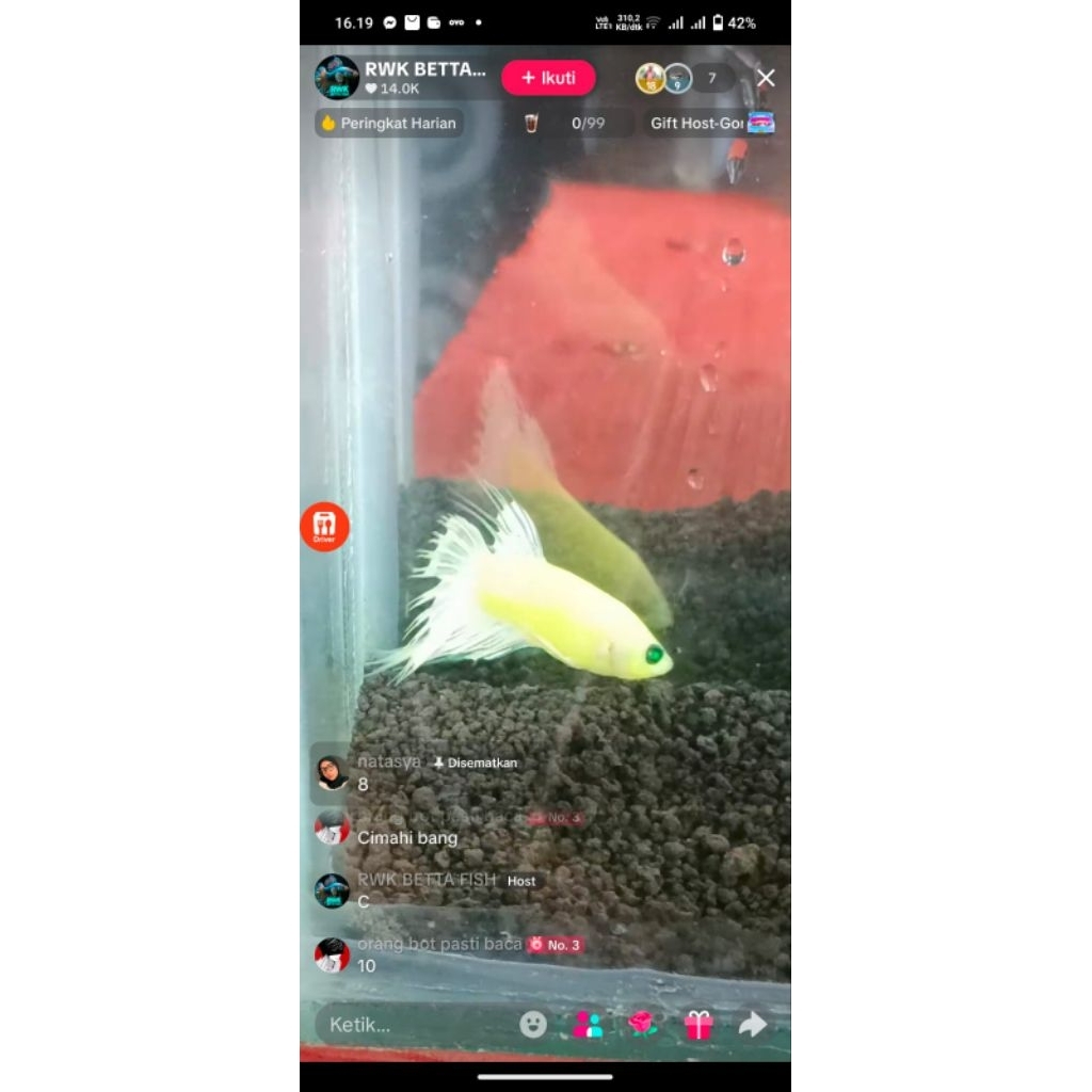 Cupang CT Hulk Banana