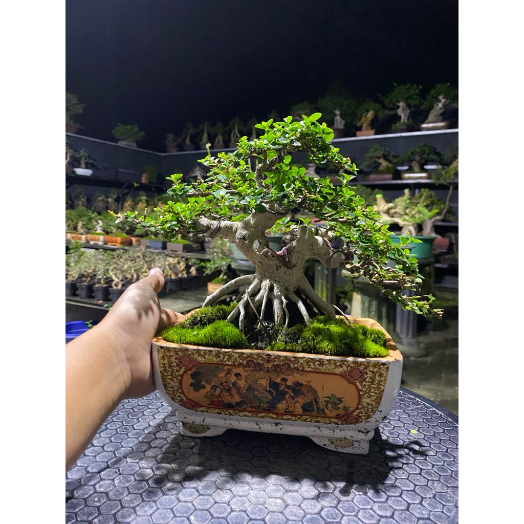 Bonsai Sancang bahan kontes