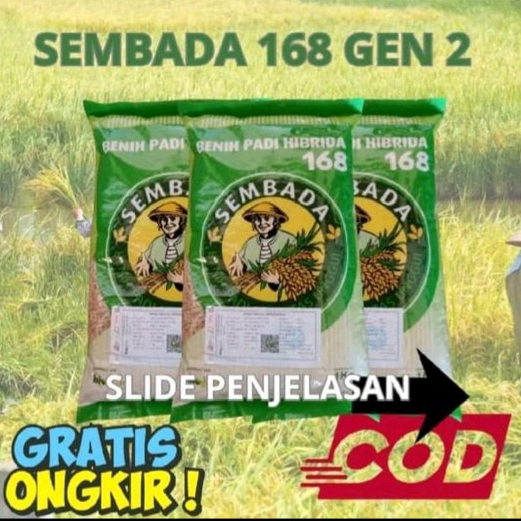 Benih Padi HIBRIDA SEMBADA 168 Varietas Unggul 1Kg