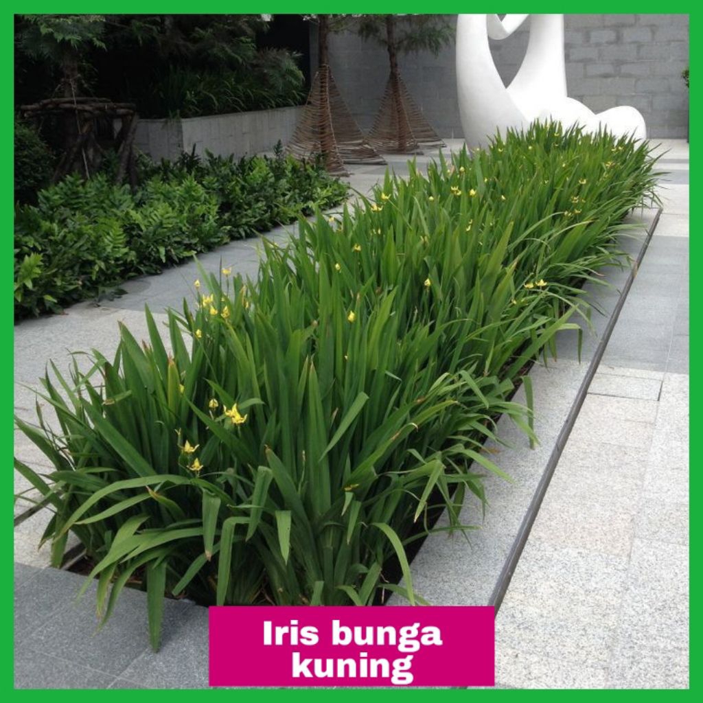 Tanaman hias Iris kuning (Iris pseudacorus) | Airis bunga kuning