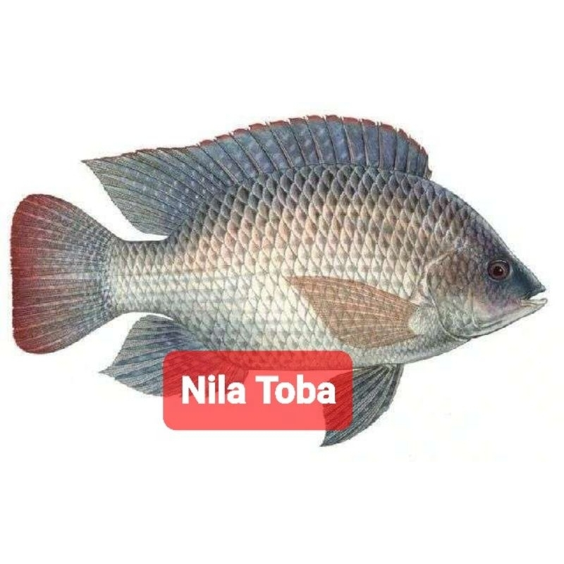 [ AMISAN IKAN LAUT/ TAWAR ] SALMON - KAKAP - KERAPU - NILA - EKOR KUNING - GINDARA - TONGKOL -  KEMB