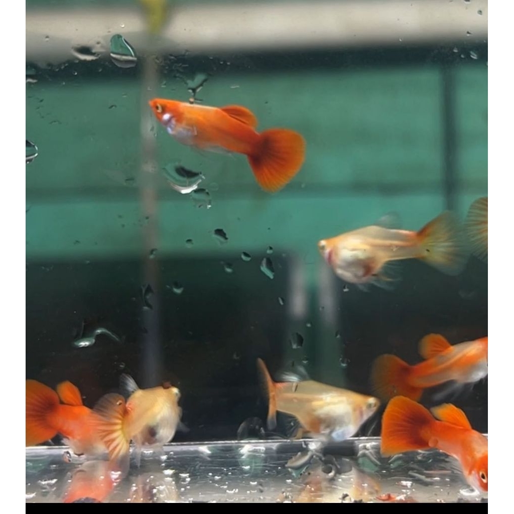 Hiasan Aquarium Guppy Blonde koi Short Body / Guppy Short Body